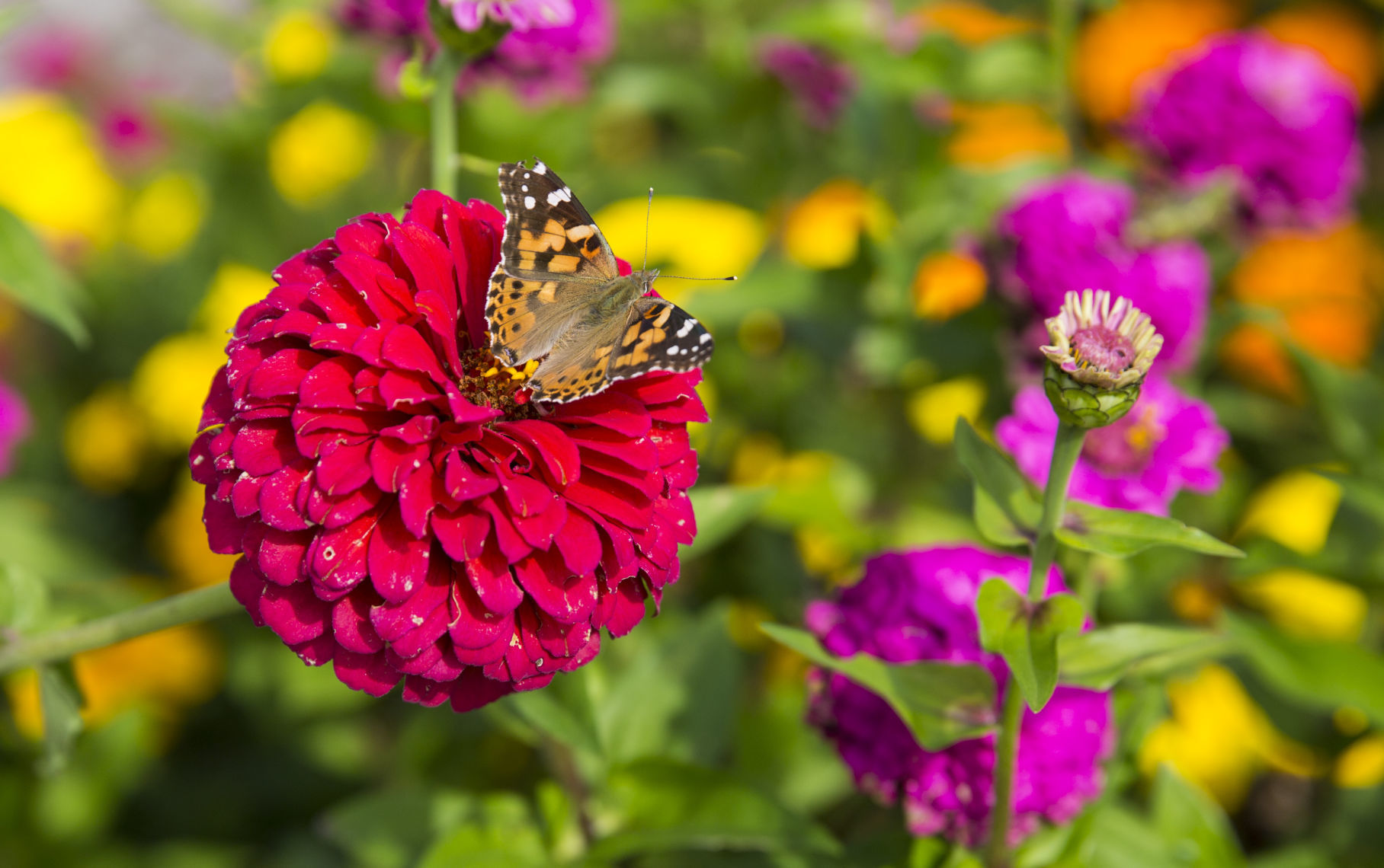 BUTTERFLIES AND BLOOMS